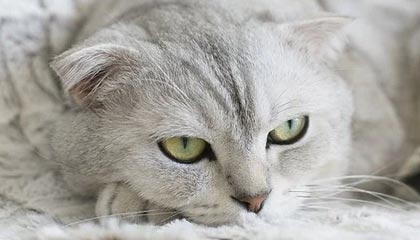 【现场】孙颖莎：接下来的比赛还是把困难估计足一点