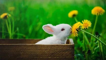 开云——引领时尚与奢华的新时代风尚